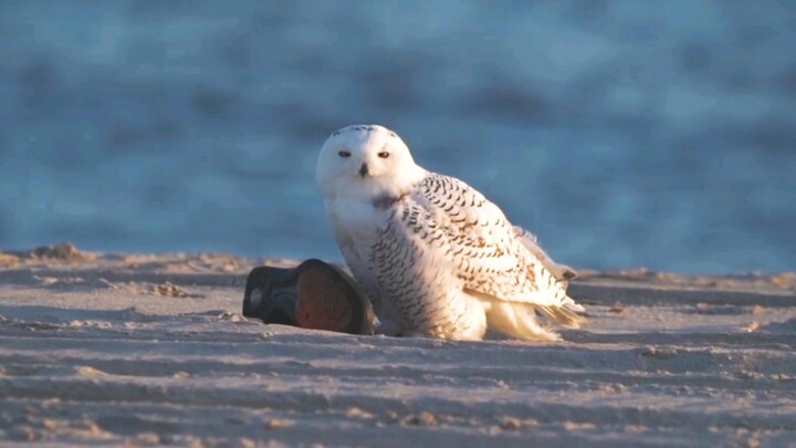 [Animals]When a Greenland snowy owl finds a shoe by the sea...