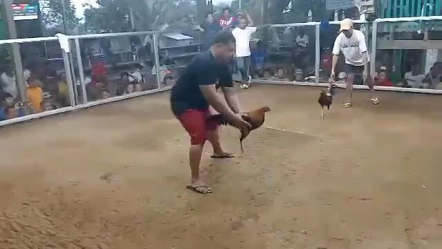 3cocks derby first fight win