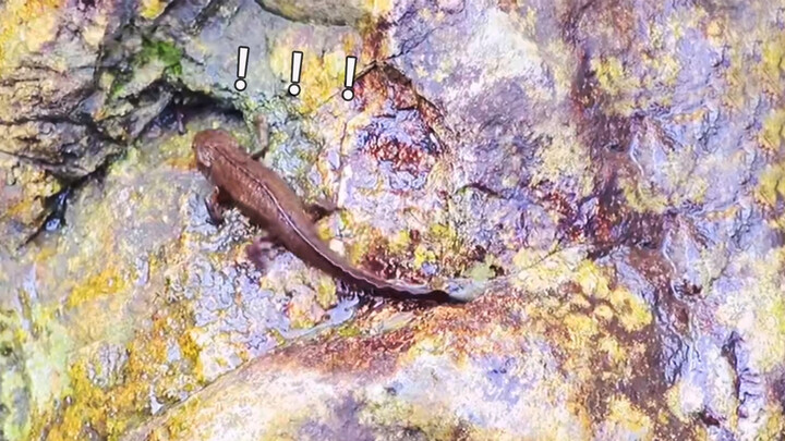 Apa yang hebat dari Salamander ini?