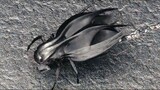 (รวมฉากภาพยนตร์ไซไฟ) ยิ่งแมลงตัวเล็กเท่าไรก็ยิ่งน่ากลัว 