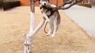 Hc nhiều quá h ngáo như vậy luôn r 😂🤣🤣