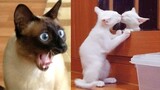 Surprise Cat - Funny Reaction Of Pets - Dog And Cat