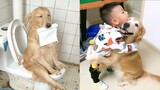 Try Not To be Surprised - Cute Funny and Smart Dogs Compilation (2020)