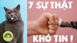 Mèo anh lông ngắn ( British shorthair ) và 7 sự thật khó tin | Dayspet