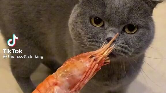 Aku baru tau kalau kucing gak suka udang 😂😂😂