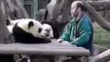 【熊猫】滚滚租借期满要回国了，和饲养员叔叔做最后告别，泪奔！