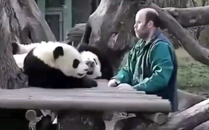 A panda saying goodbye to his keeper before coming back to China