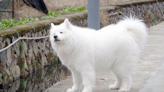 [Động vật]Samoyed đáng yêu chơi đùa ở vùng nông thôn