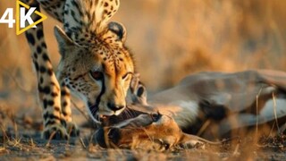 Cheetah Mom Must Leave Blind Cubs to Hunt  New Kids in the Wild Animals