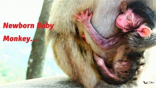 Welcome to Newborn Baby! Mother Rana Giving Her Newborn Baby and Baby Look So Cute