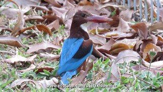 WILD WHITE-THROATED KINGFISHER, Singapore