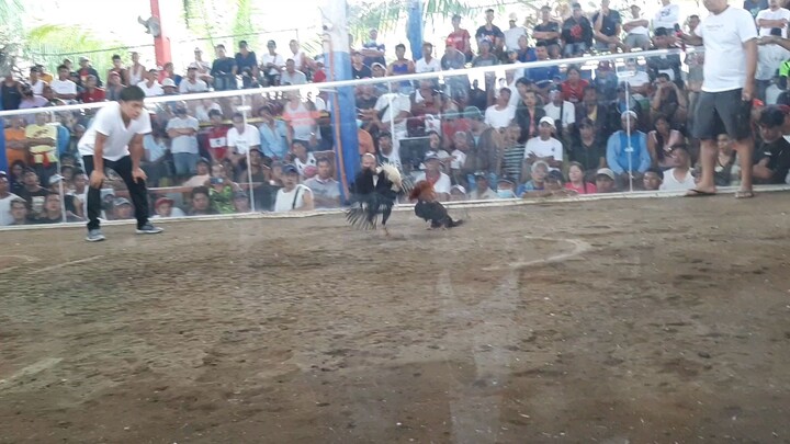 pakil cock pit arena talo manok nmin