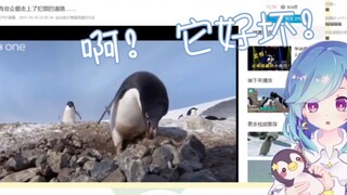 【星宮汐/视频鉴赏】好企鹅看坏企鹅
