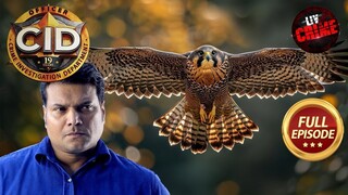 The Case Of A Maneater Falcon - CID - सी.आई.डी. - Latest Episode 2025