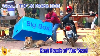 Wow...! TOP 20 Super Huge Box vs Prank sleep Dogs   - [Don't miss End] Best Prank of The Year!