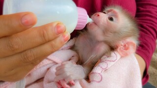 The first task for tiny adorable Luca after waking up is drinking milk