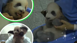 Baby panda was taken away to be weighed. Mom searches for him in panic.