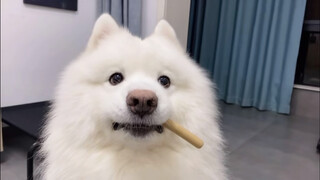 [Động vật]Huấn luyện kiêng ăn cho Samoyed