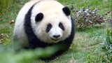 Bouncy Hua [Panda He Hua]