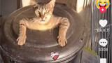 Số lượt thích video mới nhất về chú mèo con lồng tiếng Trung của tiktok cao bất ngờ