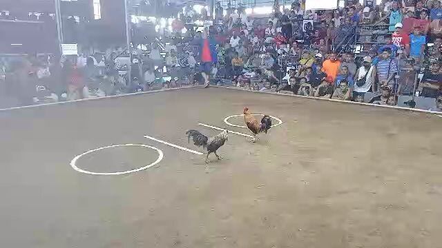 bulik signature 1st fight 11/17/24 calauan cockpit