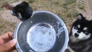 [Animals]Cute dogs crazy for food