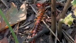 Centipede at  andharaja