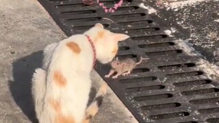 The mouse bumped into the cat as soon as he went out. If the mouse hadn't reacted quickly enough, it