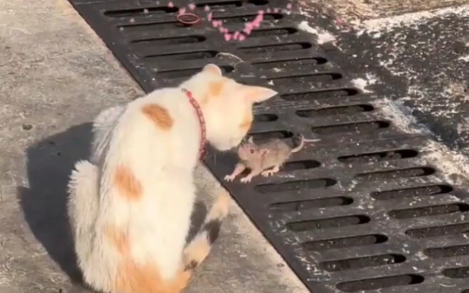 老鼠刚出门就撞上猫咪，要不是老鼠反应够快早就进肚子了。网友：“世界这么大还是遇见你”。
