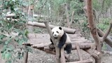 Panda Hehua: Stop laughing at me! I can hear that!