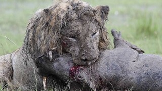 A lion in Kenya digs in the mud for 7 hours to hunt warthogs