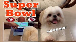 Shih Tzu Dog Watches The 2021 Super Bowl | Cute & Funny Dog Video