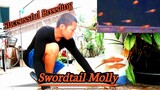 Swordtail Molly (Breeding Successful) | Swordtail Fry Transferring