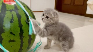 Eat the kitten Lulu Watermelon!