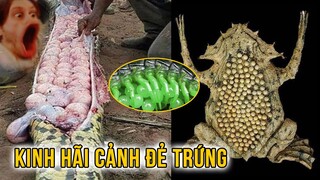 Ly Kỳ 10 Động Vật Đẻ Trứng Hiếm Thấy Bằng Mắt Thường