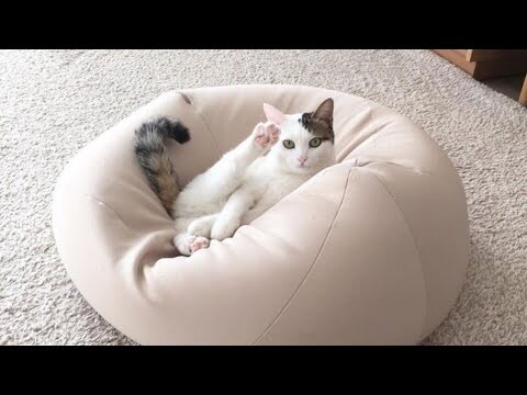 😂 Funniest Cats and Dogs Videos 😺🐶 || 🥰😹 Hilarious Animal Compilation №386