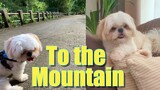 My Dog Goes to The Mountain For The First Time | Cute & Funny Shih Tzu Dog Video