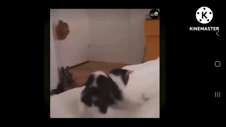 short funny pets video's 🤣🤣🤣