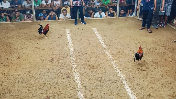 2stag derby elims 2nd fight Win Using KRDS Kelso