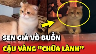 Cậu Vàng - Sen GIẢ VỜ BUỒN để xem phản ứng của Hoàng Thượng 😂 | Yêu Lu