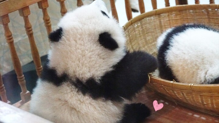 Lil he Hua: I'm selling baby pandas now!