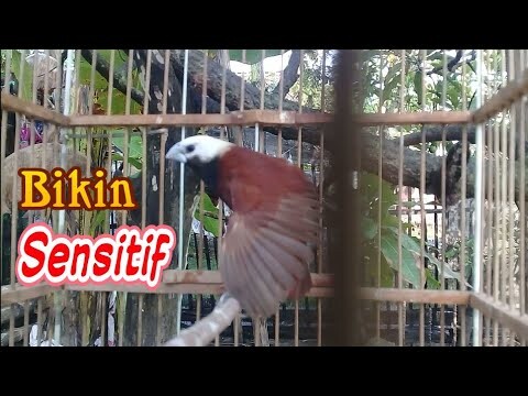 nyaris semua EMPRIT langsung nyaut EMOSI.