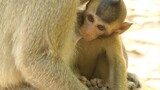 Adorable Lola Monkey Fast Run Scare King Thomson Monkey To Mom, Charla Give Baby Lola Full Milk