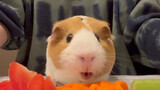 Động vật|Chuột lang nhà: Hôm nay ăn ba loại rau củ