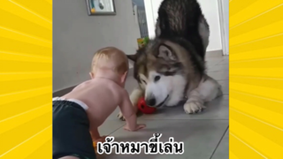 สัตว์เลี้ยงเพื่อนขนปุย : เจ้าหมาขี้เล่น