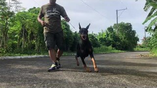 Training for Preposing and manual stack for the doberman