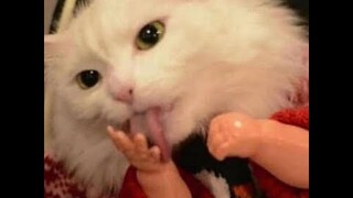 BEST CAT MEMES COMPILATION OF 2021 PART 15 (FUNNY CATS)