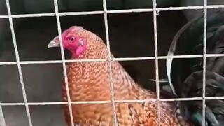 breeding materials california dome  x mclean hatch