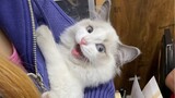 [MAD]Mèo hát <Thần Nữ Phách Quan · Hoán Tình>|<Genshin Impact>