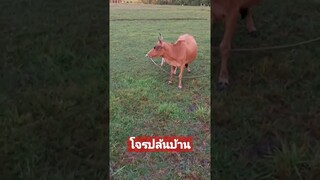 โจรปล้นบ้าน #funny #awesome #reels #คลิปตลก